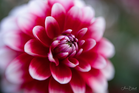 Dahlia 'Zackary Robert'