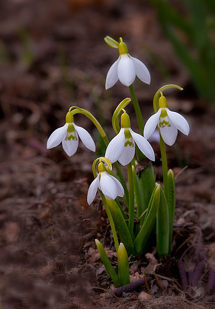 Snowdrops