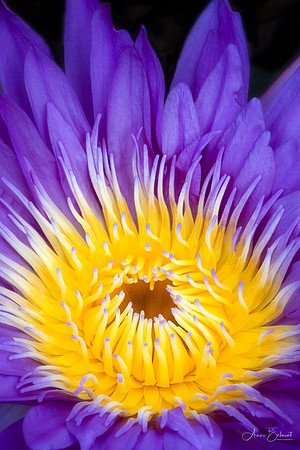 Waterlily Close-Up