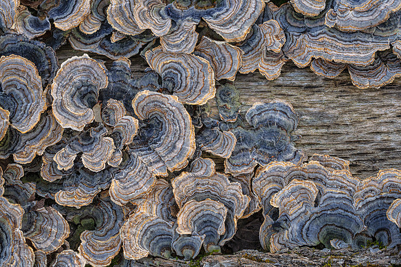 Turkey Tail - Trametes versacolor