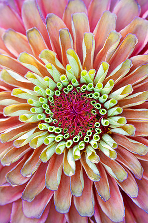 Zinnia Patterns