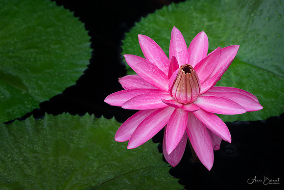 Night Blooming Waterlily with Raindrops