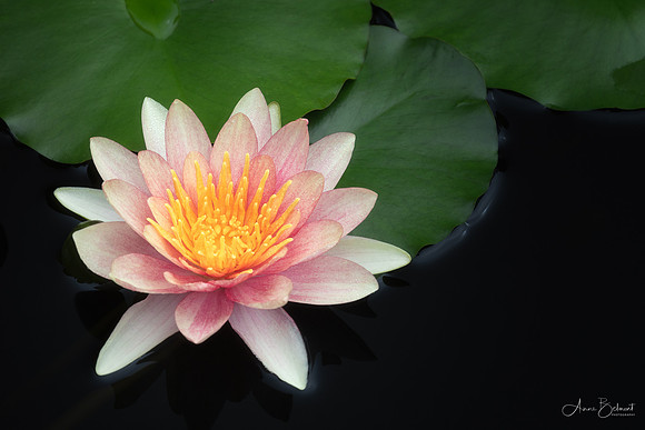 Waterlily at Longwood Gardens