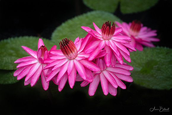 Night Blooming Waterlilies, Longwood Gardens