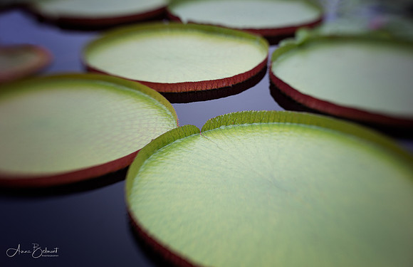 Lily Pads at Longwood Gardens