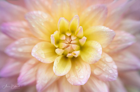 Dahlia, Longwood Gardens