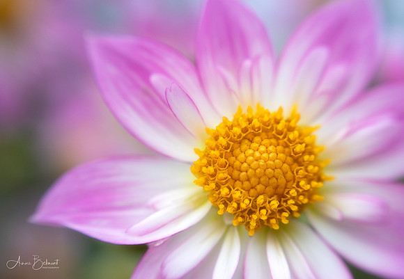 Dahlia, Longwood Gardens