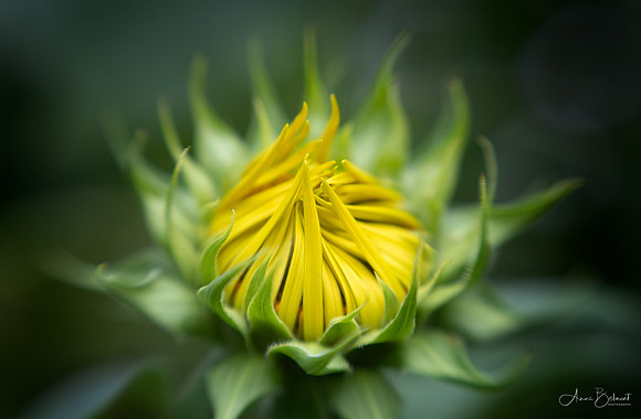 Unfolding