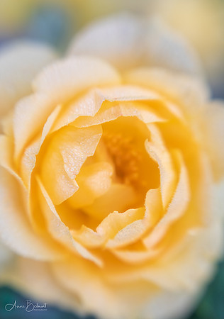 Yellow Rose of Longwood