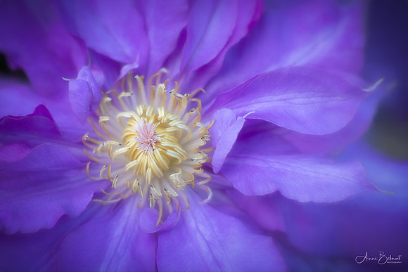 Clematis