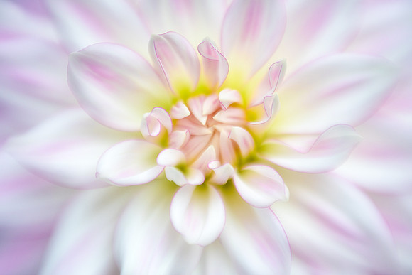 Dahlia 'AC Chelan'