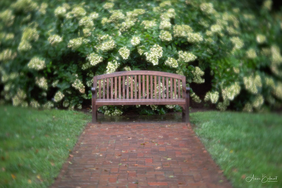 Garden Bench at Longwood Gardens