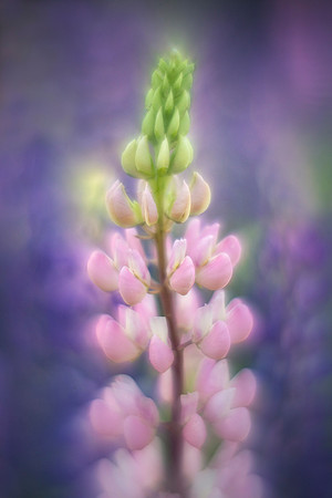 Lupine on Madeline Island