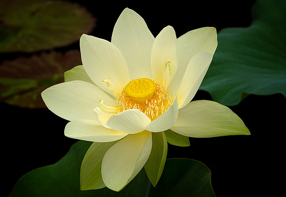 Lotus