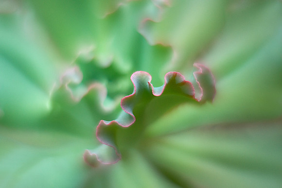 'Giant Blue' Echeveria