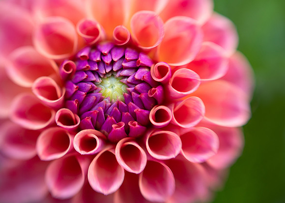 Dahlia 'Chewy'