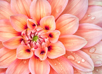 Dahlia with Raindrops