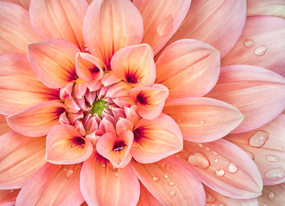 Dahlia with Raindrops