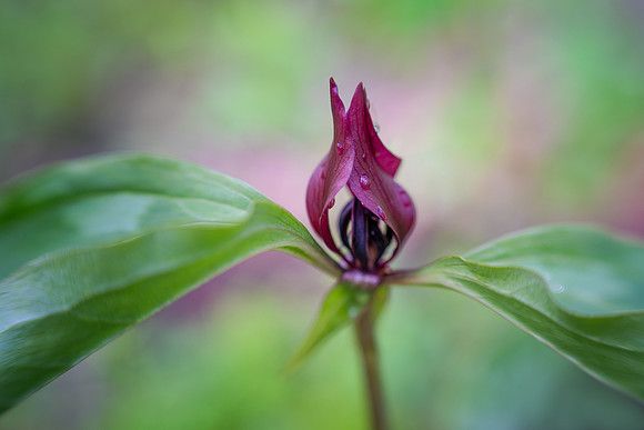 Prairie Trillium