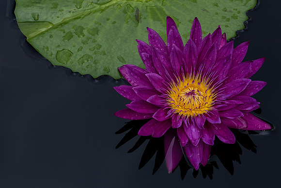 Waterlily