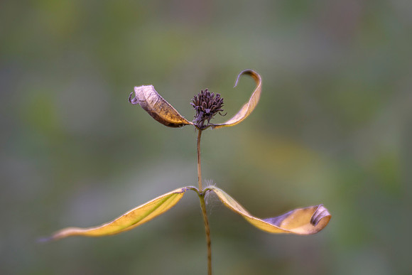 Dancing From Fall into Winter