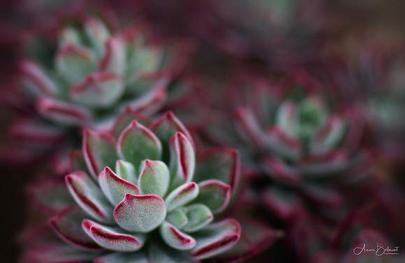 'Red Velvet' Echeveria
