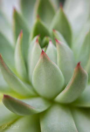 Succulent Close-Up