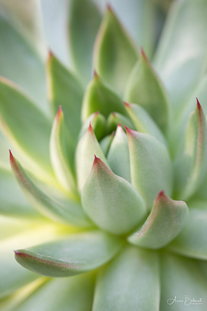 Succulent in Afternoon Sun