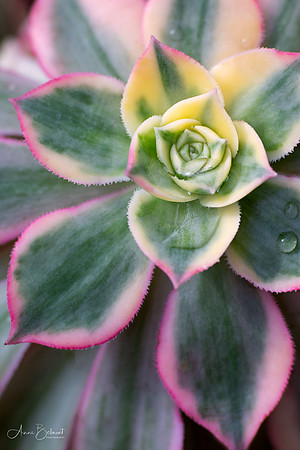 Colorful Succulent