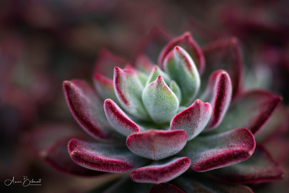 "Red Velvet" Echeveria