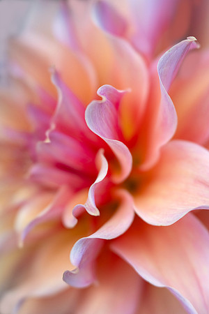 Dahlia 'Labyrinth'