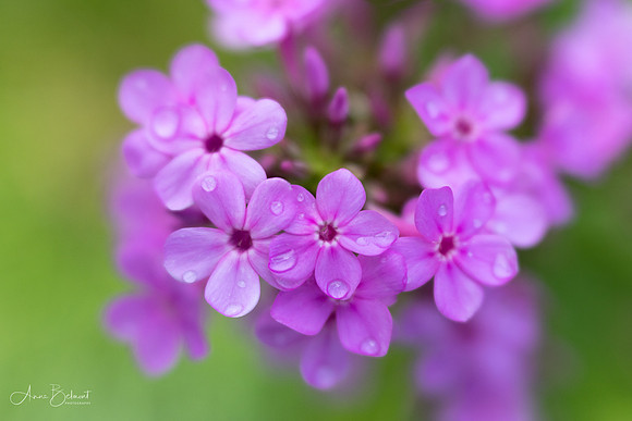 Phlox with Raindrops