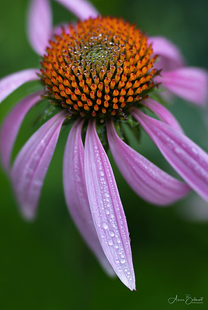 Coneflower Dancing in the Rain