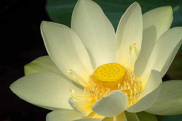 Lotus