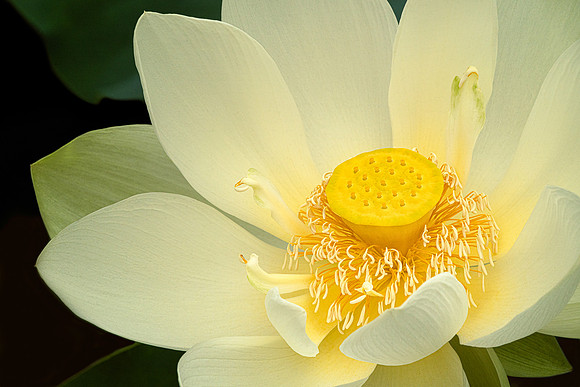 Lotus