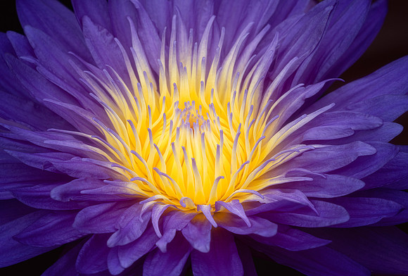 Waterlily Close-Up