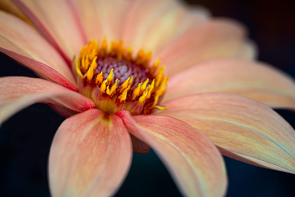 Dahlia Flames