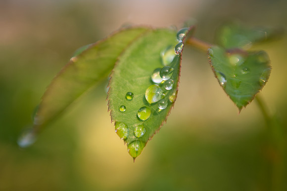 Raindrops on Rose Leaves