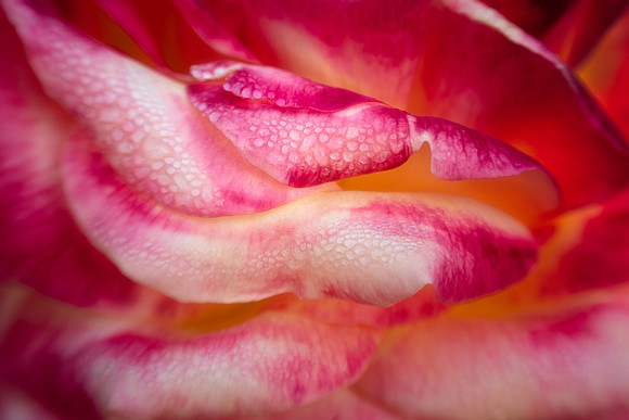 Rosa 'Love and Peace'