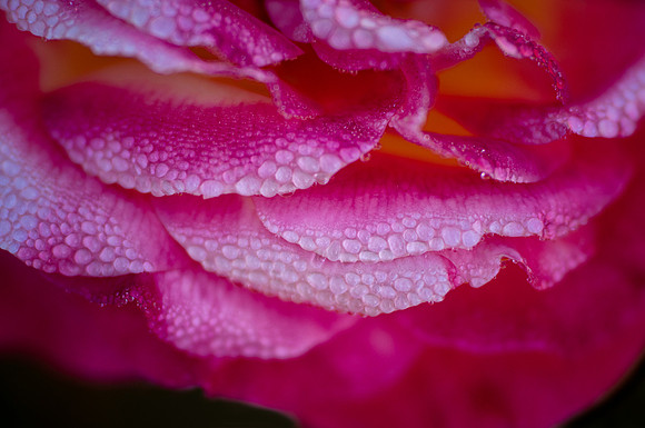Rose with Raindrops