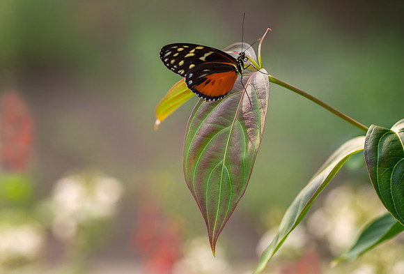 TIger Longwing