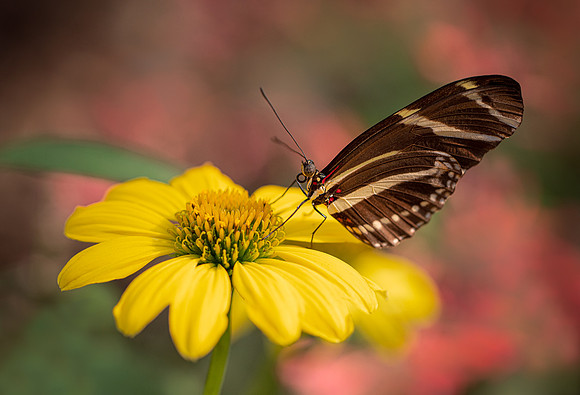 Zebra Longwing