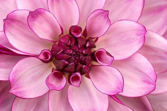 Dahlia 'Crème de Cassis'