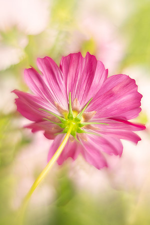 Cosmos