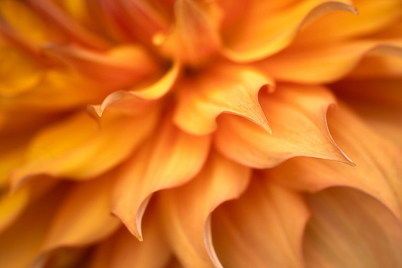 Dahlia 'Hamari Gold'
