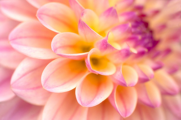 Dahlia 'Coralie'