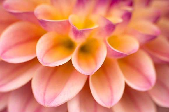 Dahlia 'Coralie'