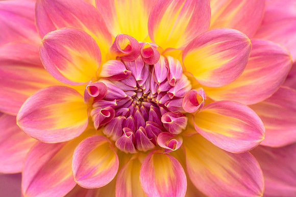 Dahlia 'Strawberry Ice'