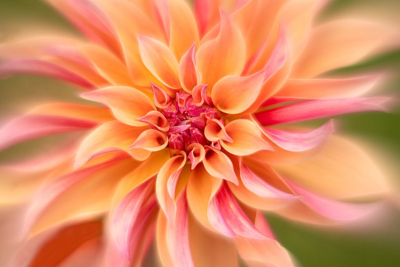 Dahlia 'Labyrinth'