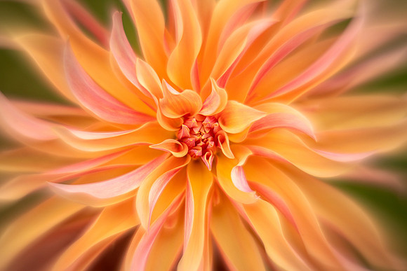 Dahlia 'Labyrinth'